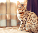 Är Bengal katter allergivänliga?