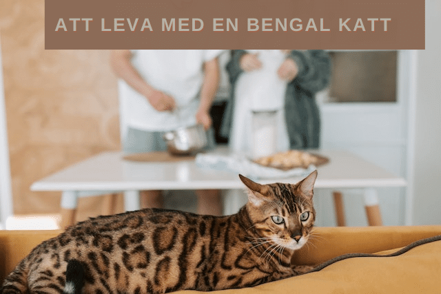 Att leva med en bengal katt
