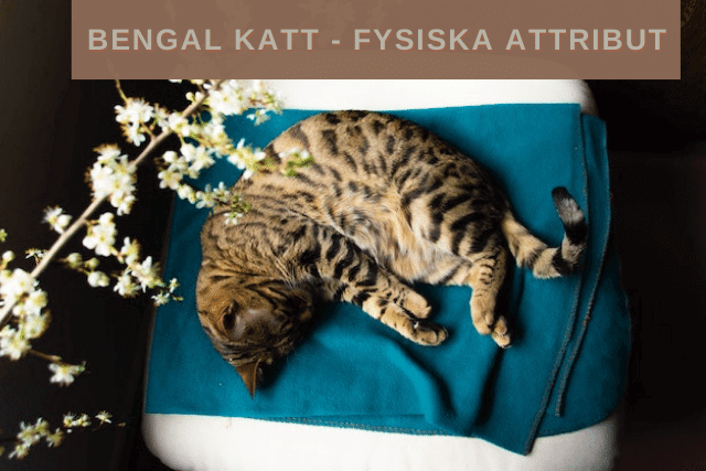 Bengal katt - Fysiska attribut