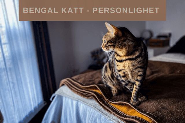 Bengal katt - Personlighet