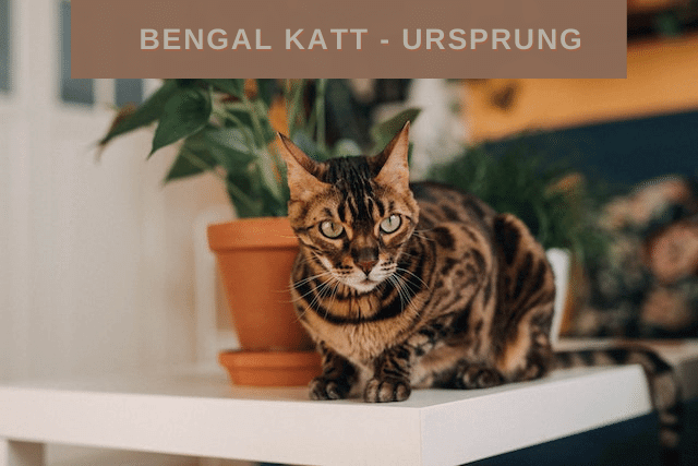 Bengal katt - Ursprung