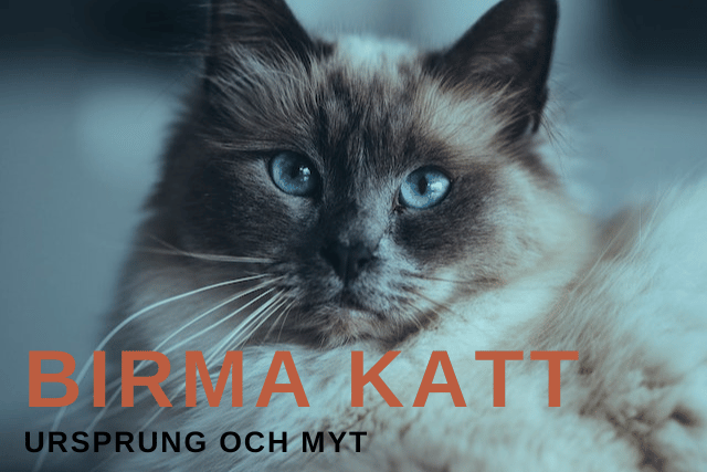 birma katt Ursprung och myt