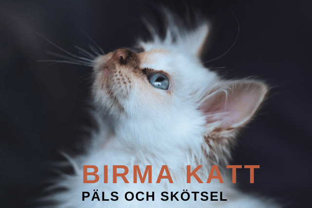 helg birma katt - päls och skötsel