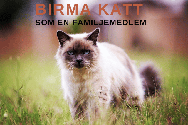 Birma Katt som en familjemedlem