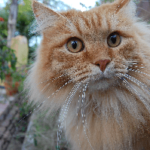 Hur gammal ska en sibirisk katt vara när den kastreras?