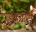 Hur lange lever en bengal katt 1 Bengal katt - som en djungelkatt men kärleksfull