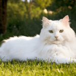 Hur mycket kostar en sibirisk katt Sibirisk katt - den långhåriga ryska skönheten