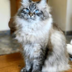 Hur sköter man pälsen på en sibirisk katt?