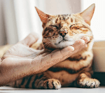 Hur tar man hand om en bengal 1 Bengal katt - som en djungelkatt men kärleksfull