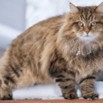 Kan man ha sibirisk katt som innekatt?