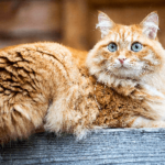 Nar faller Sibirisk katt Sibirisk katt - den långhåriga ryska skönheten