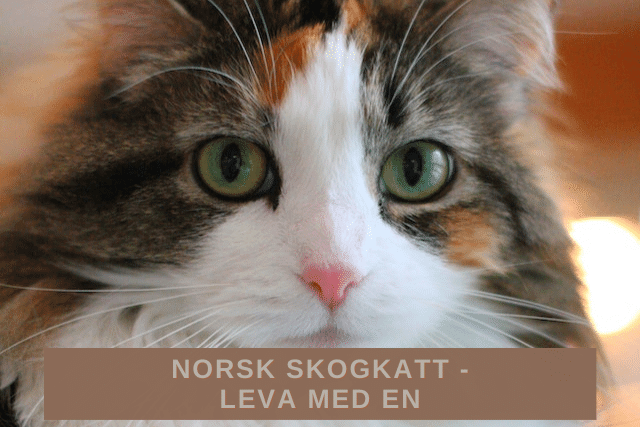 Norsk skogkatt -Att leva med en norsk skogkatt