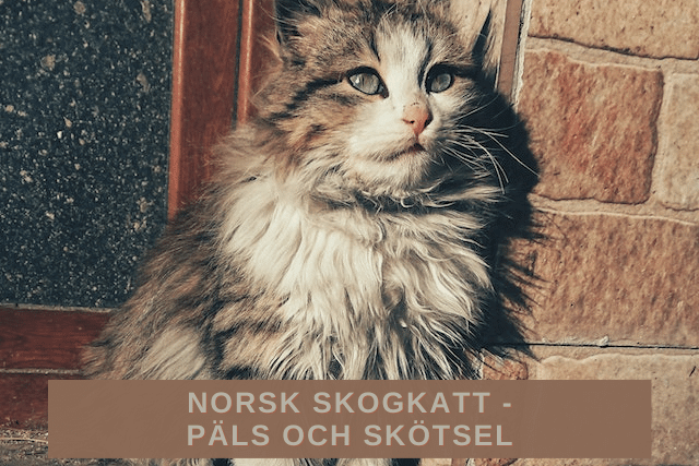 Norsk skogkatt -Päls och skötsel