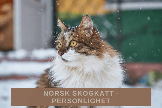 Norsk skogkatt -Personlighet