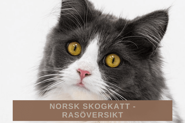 Norsk skogkatt -Rasöversikt