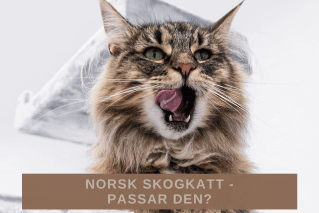 Norsk skogkatt -passar den?