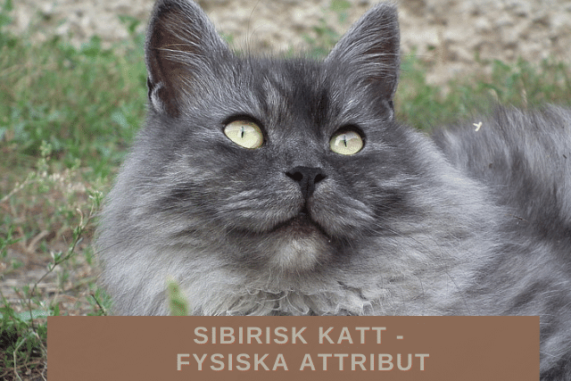 Sibirisk katt - Fysiska attribut