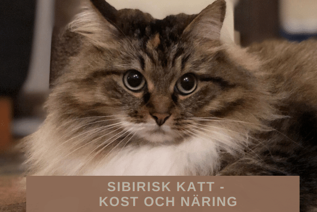 Sibirisk katt - Kost och näring