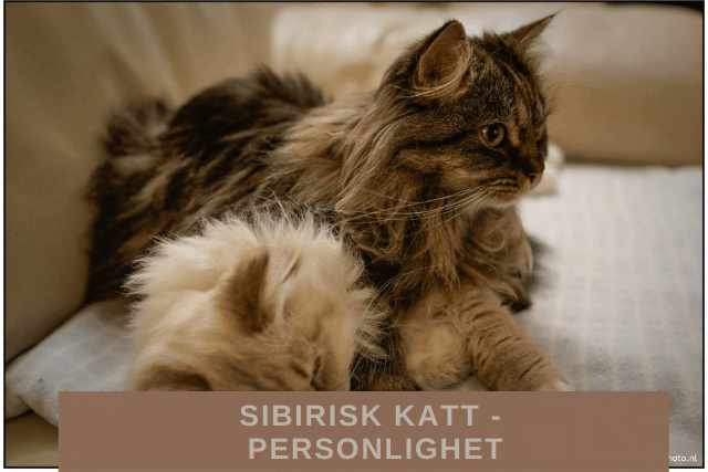 Sibirisk katt - Personlighet