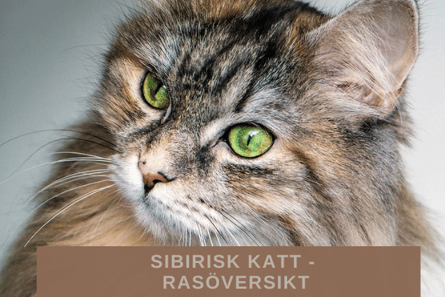 Sibirisk katt - Rasöversikt