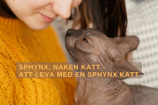 Sphynx, naken katt - Att leva med en Sphynx katt