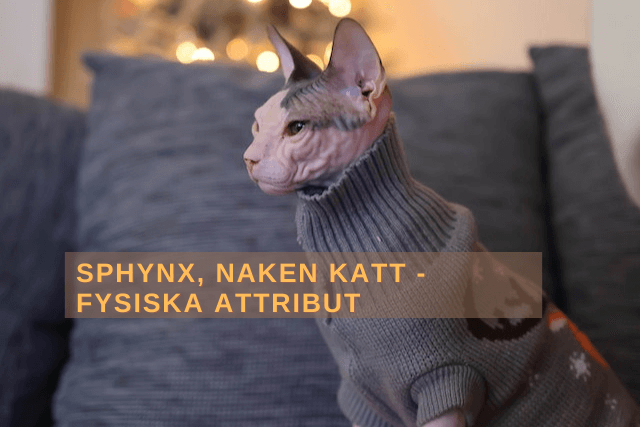 Sphynx, naken katt - Fysiska attribut