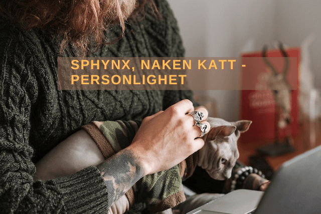 Sphynx, naken katt - Personlighet