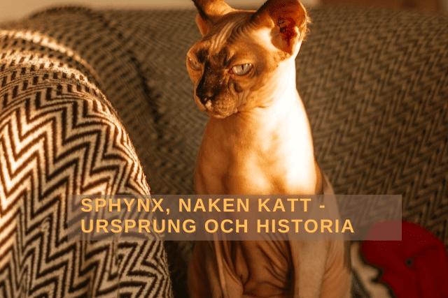 Sphynx, naken katt - Ursprung och historia
