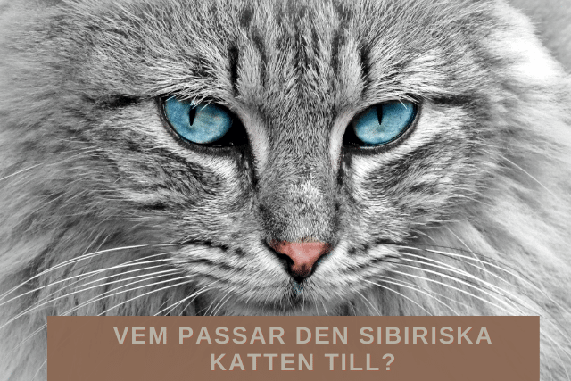 Vem passar den Sibiriska katten till?