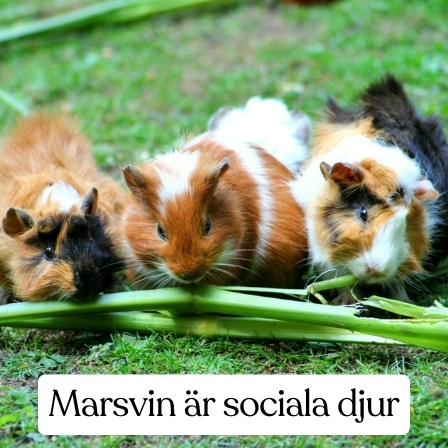 Marsvin är sociala djur