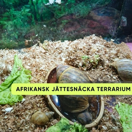 Afrikansk jättesnäcka i terrarium